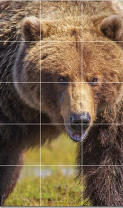 Bear Photo 30" x 40"