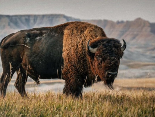 American Bison in South Dakota 30 x 40